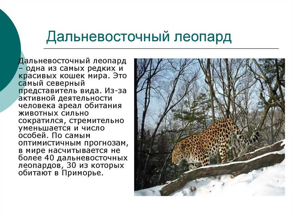 Дальневосточный амурский кот: фото, факты