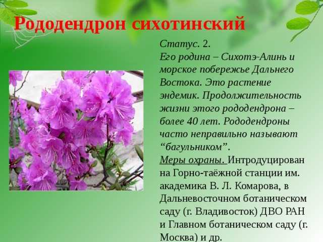 Растения красной книги россии и мира: самый полный список, описание и фото — женские советы