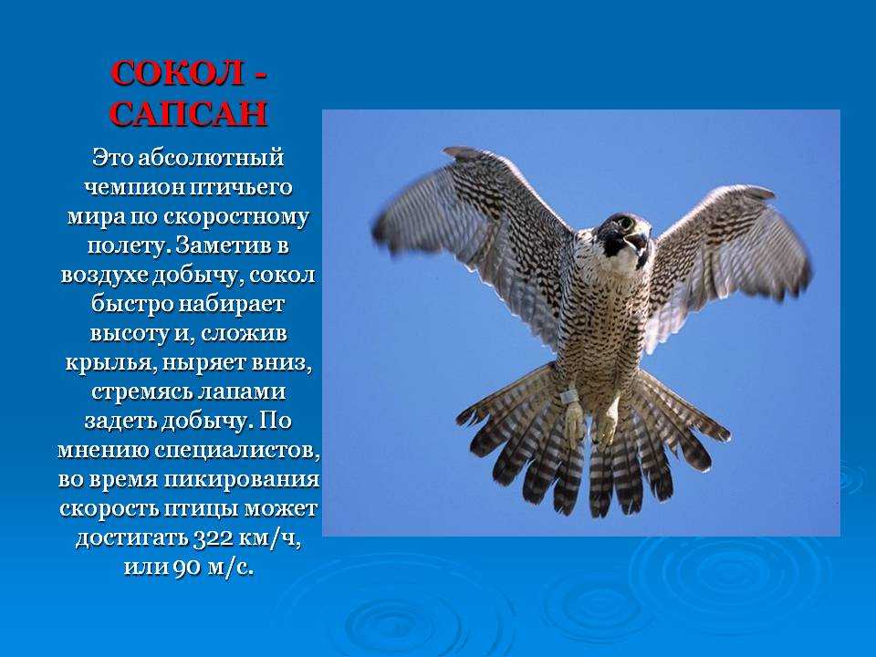 Красная книга