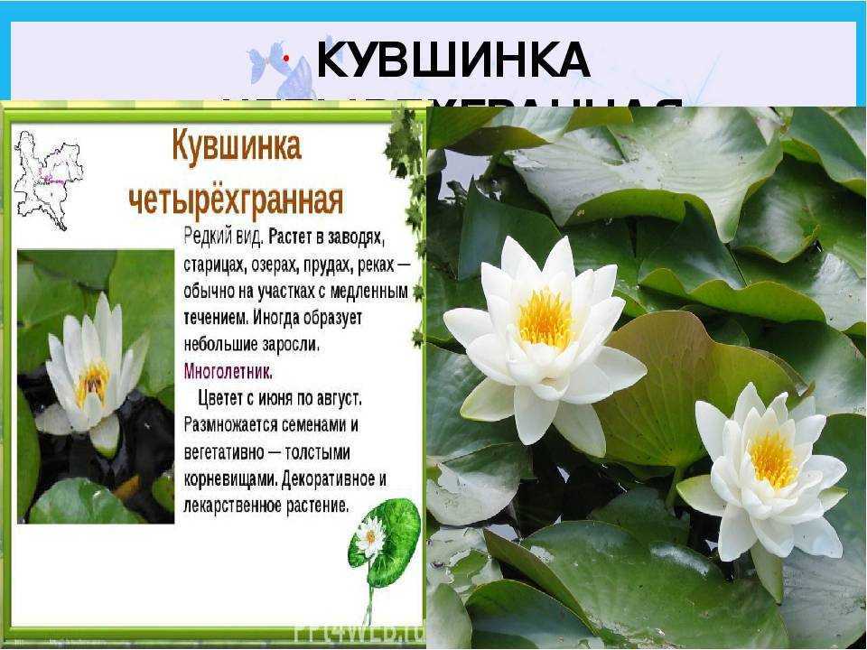 Кувшинка белая, красная книга, краткое описание, размножение, применение, лечебные свойства