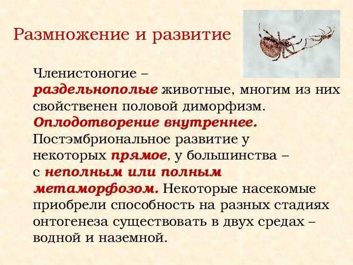 «насекомые с полным превращением: примеры и таблица с описанием видов — полезная информация для летнего лагеря и школьника»
