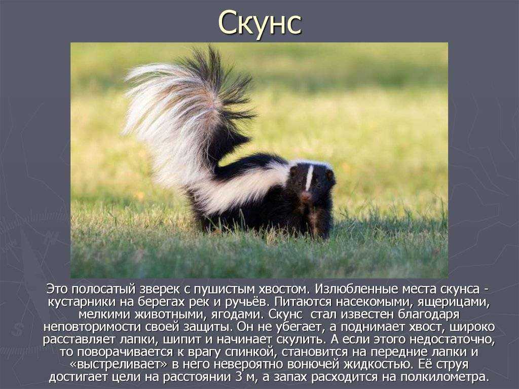Где живёт скунс: где обитает полосатый скунс?