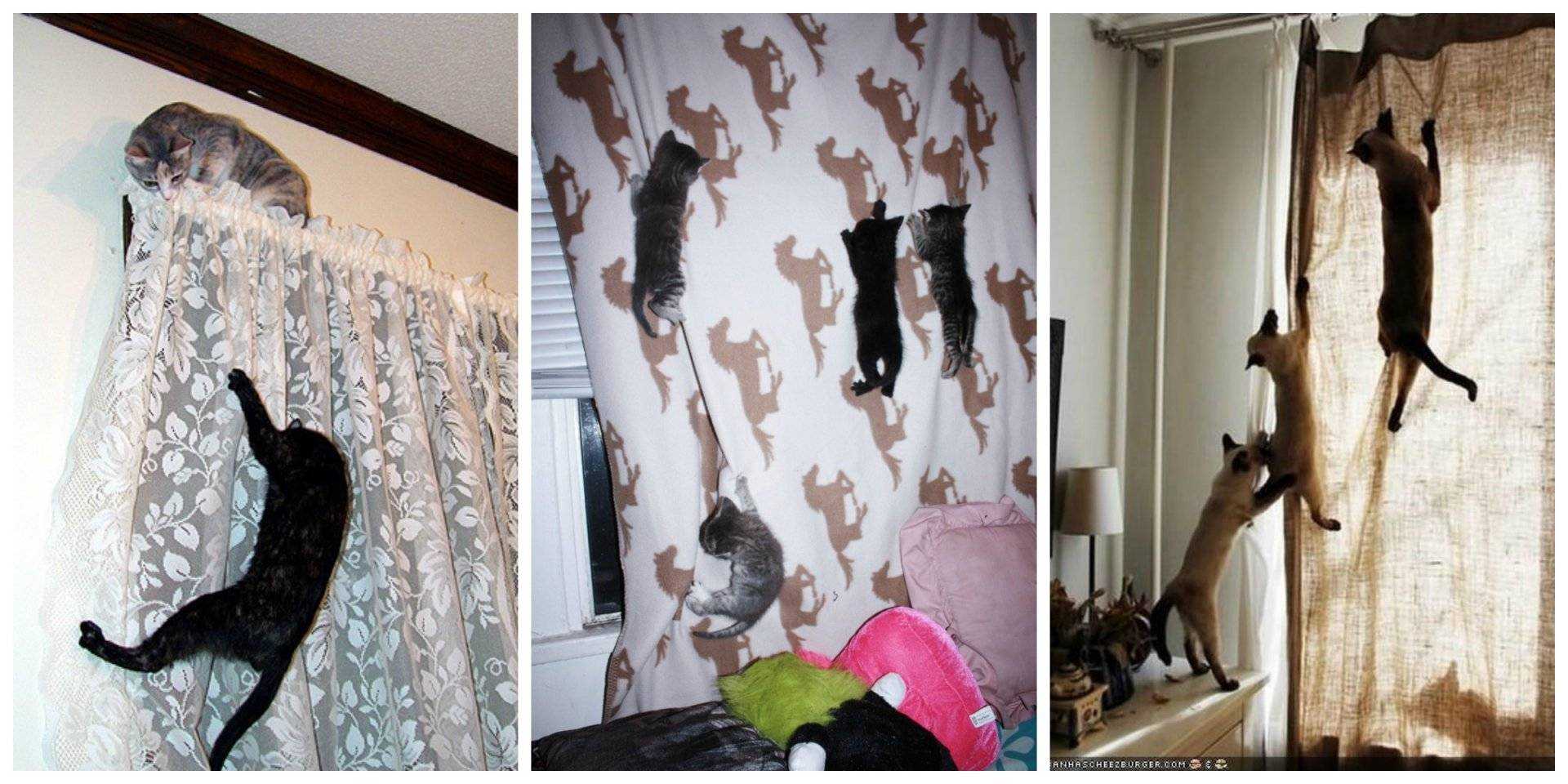 Как приучить кота к когтеточке в квартире быстро