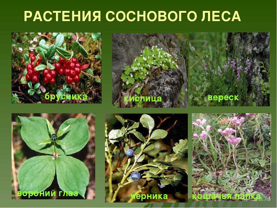 Интересные факты о лесных зонах 4 класс: кратко