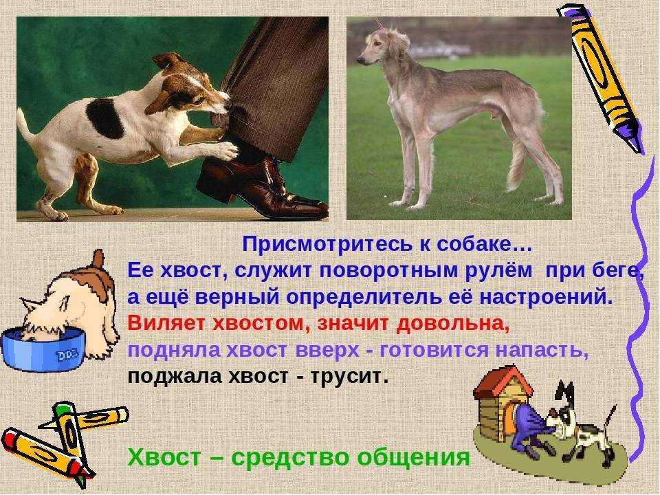 Почему собака грызет свой хвост