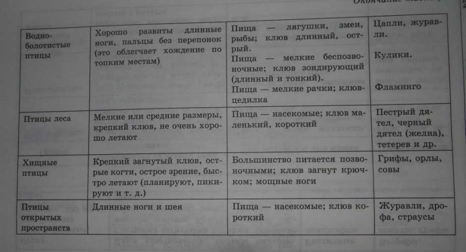 Экологические группы птиц - классификация, строение