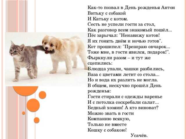 Почему кошки и собаки враждуют?