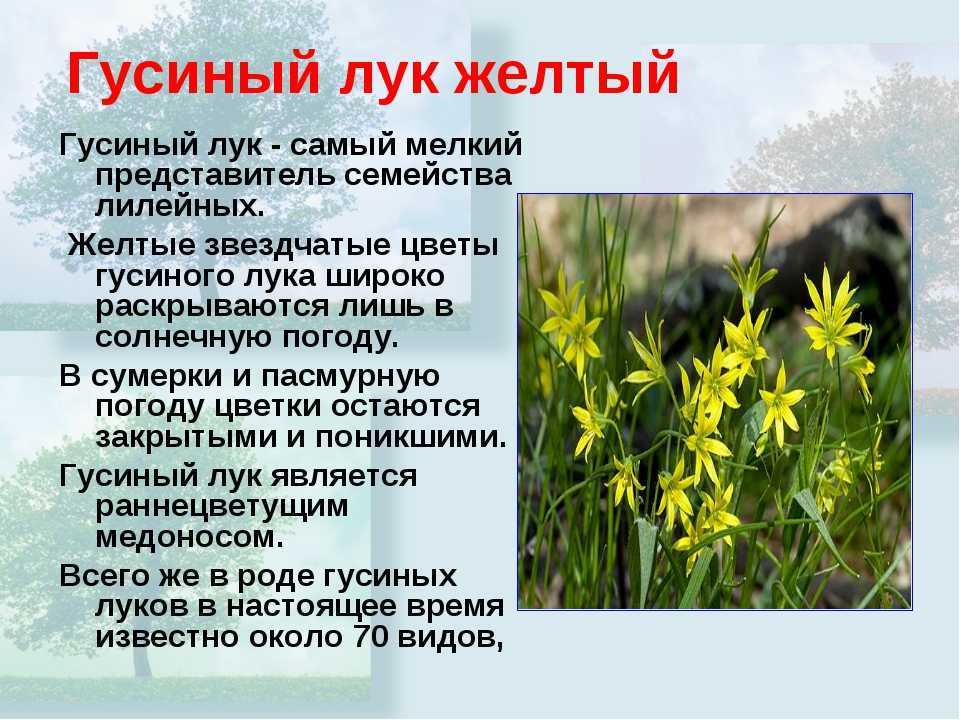 Сообщение про гусиный лук Фото и краткое описание Как выглядит, где растет и как размножается Окружающий мир 2 класс Почему гусиный лук занесен в Красную книгу Полезные свойства и применение в медицине Сообщение, интересные факты и доклад