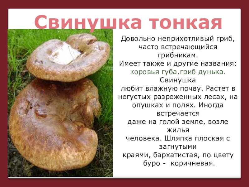 Гриб коровник - свинушка тонкая: описание, симптомы отравления