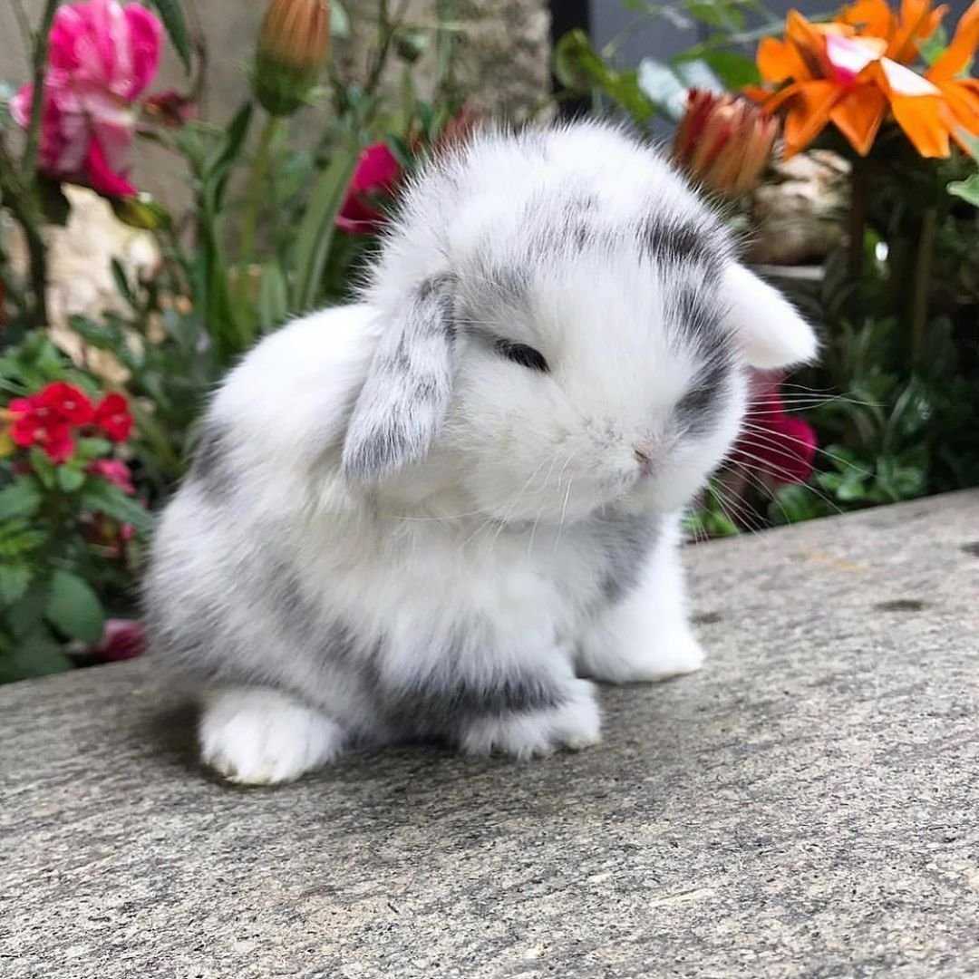 Кролик mini lop: характеристики, уход и многое другое ▷➡️ postposmo | постпост