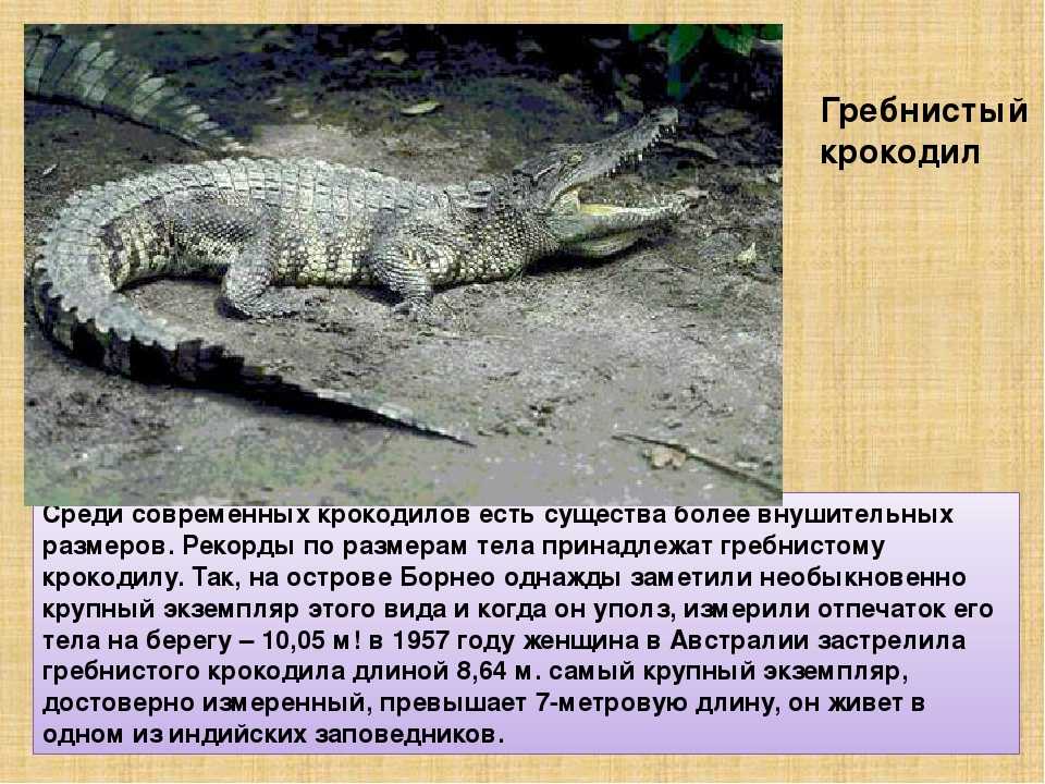 Гребнистый крокодил (лат. crocodylus porosus) | энциклопедия домашних животных
