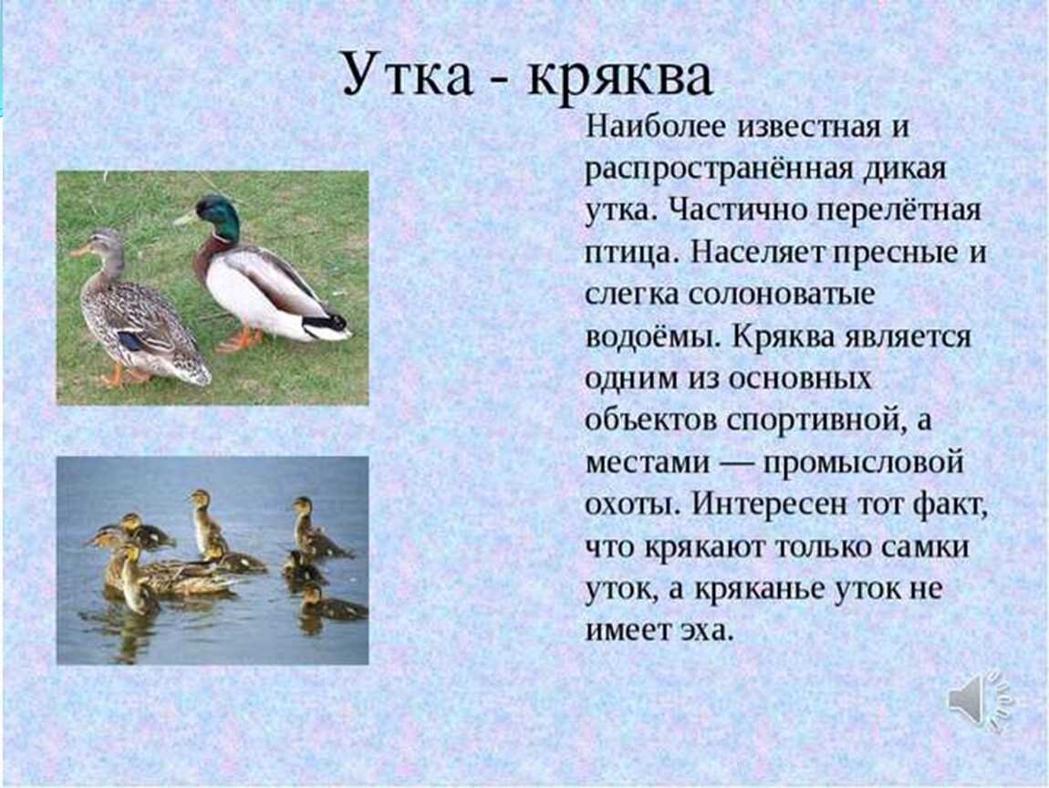 Крохаль — утка с хохолком: описание птицы, большой крохаль, блюда из птицы