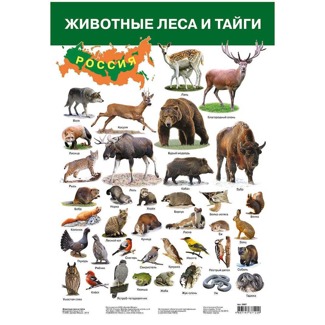 какие хищные птицы обитают в Сибири Список с фото и названиями хищных птиц западной и восточной Сибири Доклад и сообщение