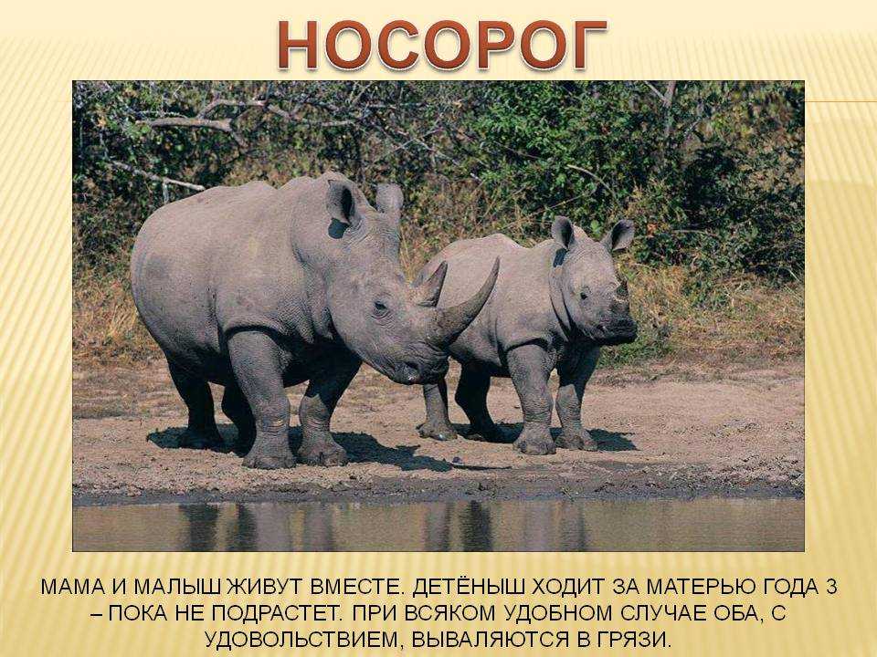 Носороги - непарнокопытные | некоммерческий учебно-познавательный интернет-портал зоогалактика