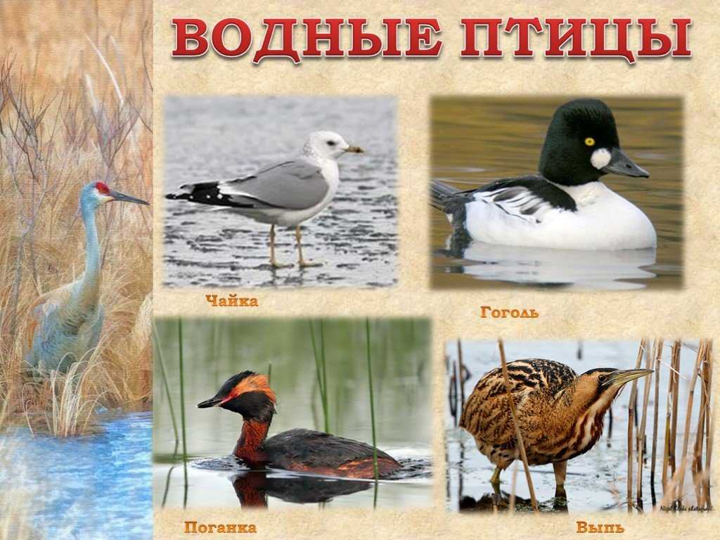 Птицы рязанской области