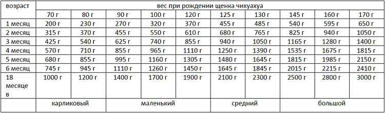 Щенок бордер колли развитие по месяцам