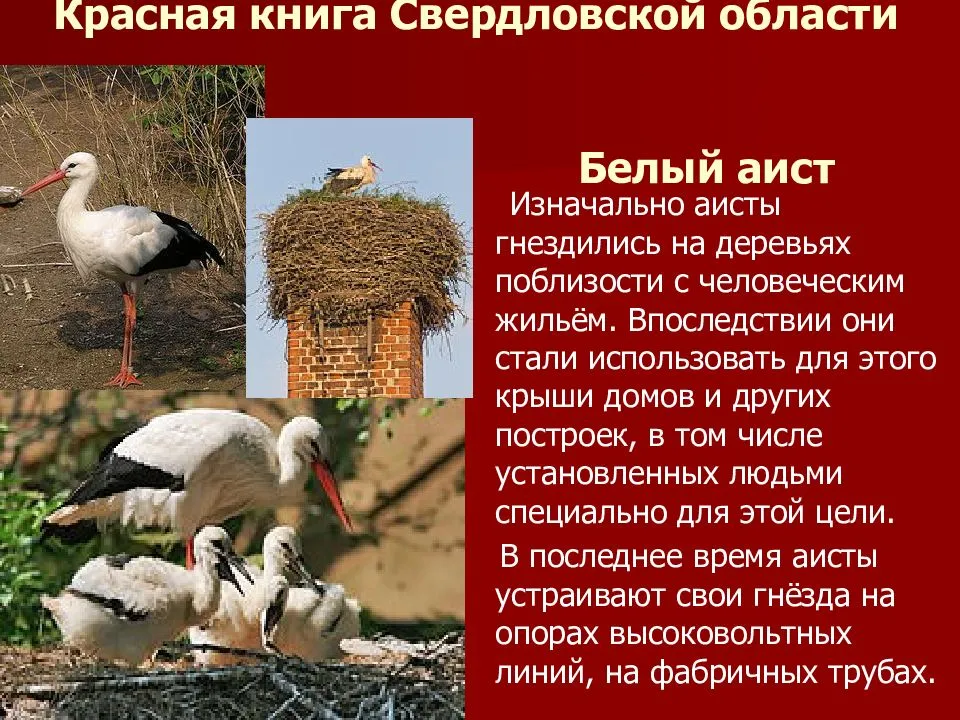 Красная книга свердловской области – животные и растения, фото и описание