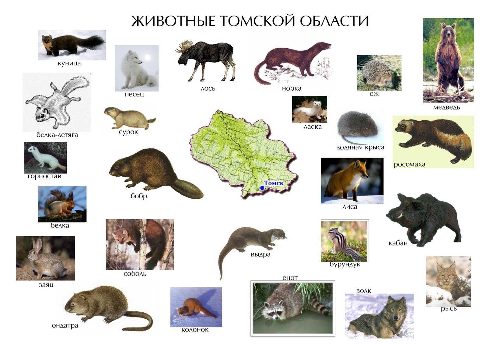 Животные сибири: фото, список видов, описание
