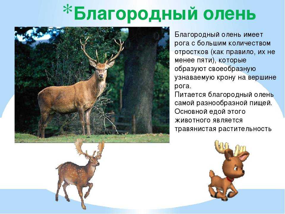 Рогатые, безрогие, клыкастые... какими бывают олени? | животные | школажизни.ру