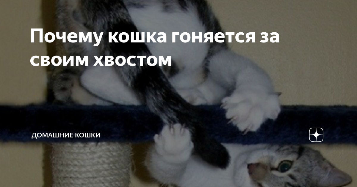 Когда разговариваешь с кошкой она машет хвостом. что значит, когда кошка машет хвостом