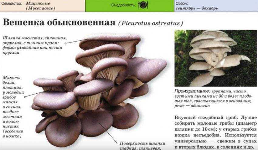 Вешенка обыкновенная (pleurotus ostreatus), устричный гриб или глива: описание, рецепты приготовления и выращивание в домашних условиях