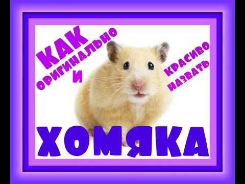 Как придумать кличку для хомячка девочки и мальчика?