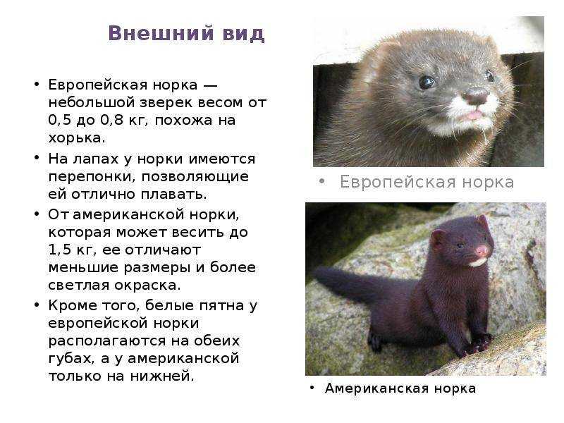 Норка - описание, как выглядит, чем питается, где обитает, фото, враги