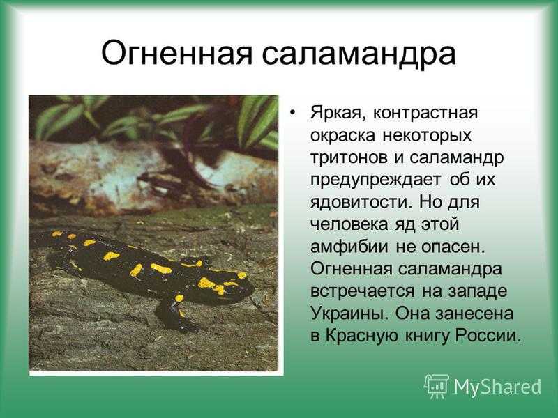 Гигантская саламандра интересные факты. китайская исполинская саламандра