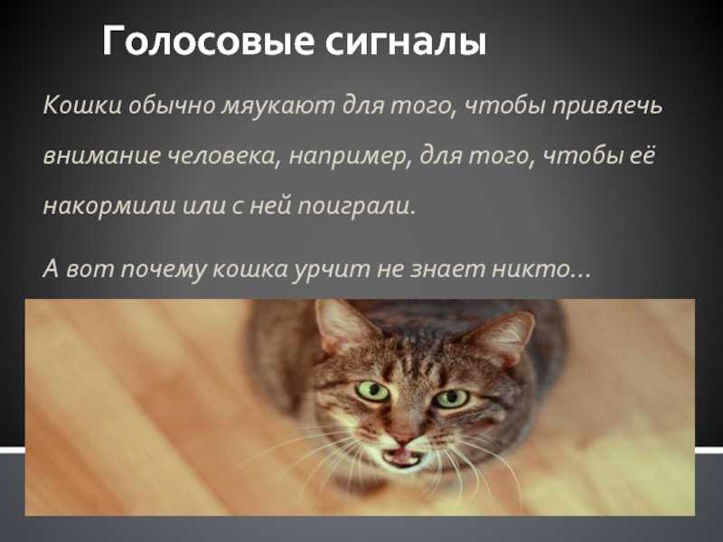 10 причин странного поведения кошки / асиенда.ру