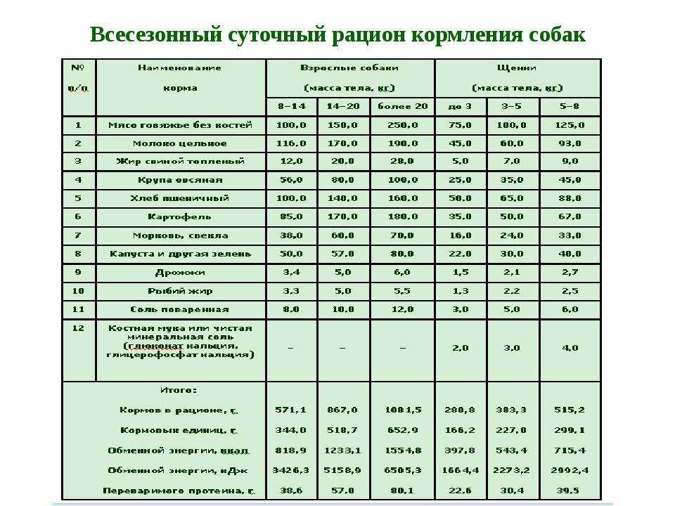 Щенки добермана: как выбрать, особенности развития по месяцам с фото и видео - зоомир