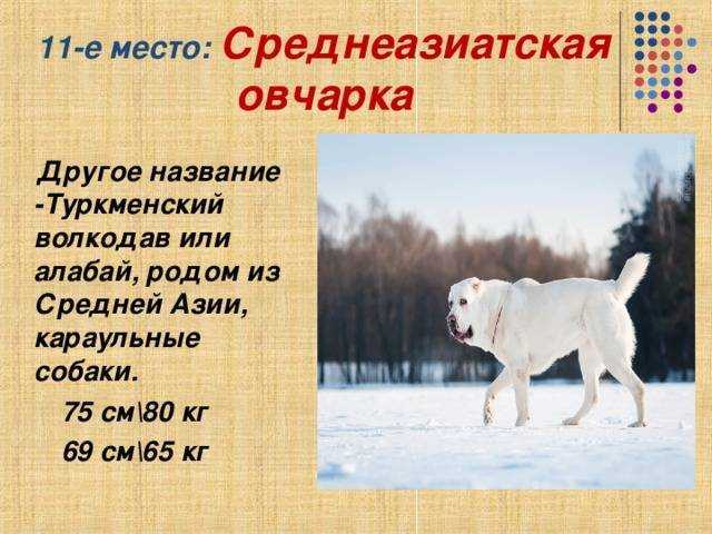 Интересное о собаке алабай по кличке бульдозер, самой крупной сао в мире