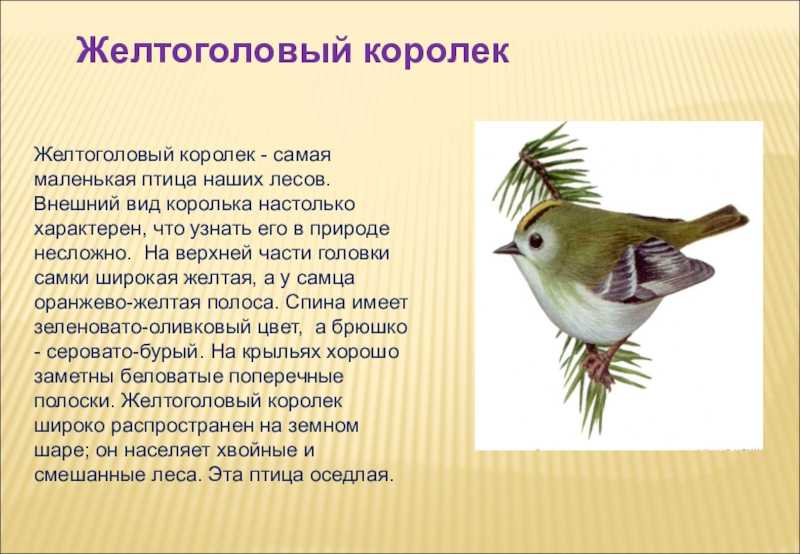 Познакомьтесь с национальным символом - желтоголовым королеком: описание, фото и интересные факты.