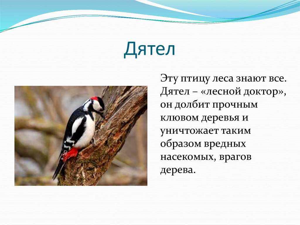 Большой, малый и средний пестрый дятел