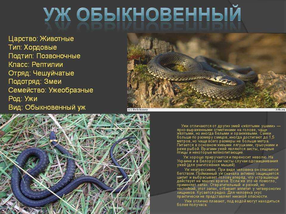 Когда ужи откладывают яйца? уж: виды, описание, поведение. как отличить ужа от гадюки практическое пособие сколько лет живут ужи