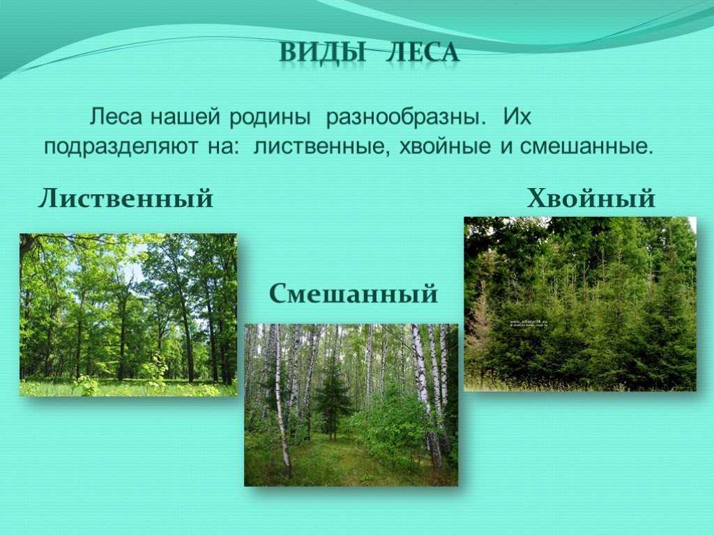 Хвойные леса - по-сибири