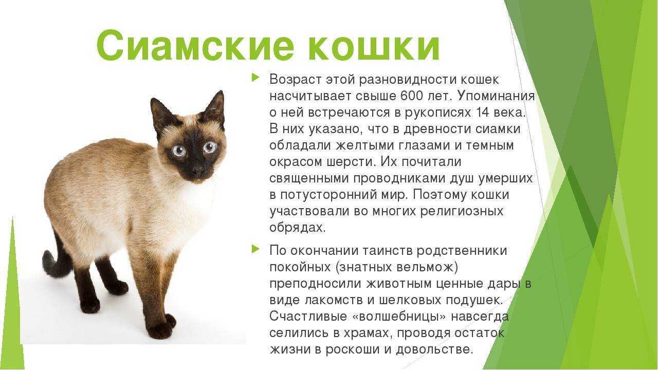 Ликой кошка или кот-оборотень