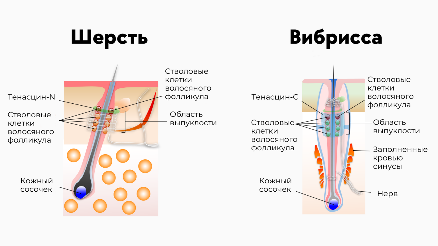 Можно ли стричь кошкам (и котам) усы?