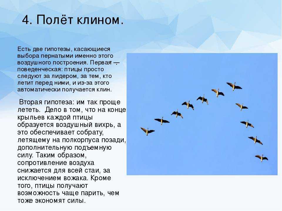 Зимние птицы сибири (много фото) - treepics.ru