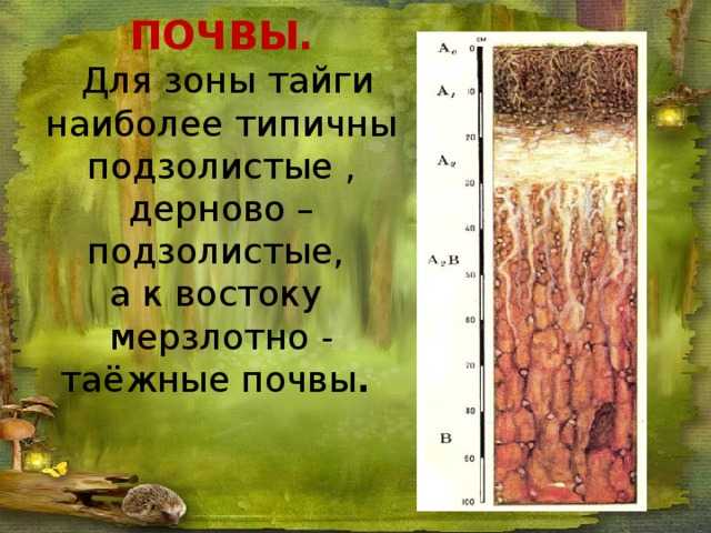 Природная зона “тайга”: почва – какие характерны
