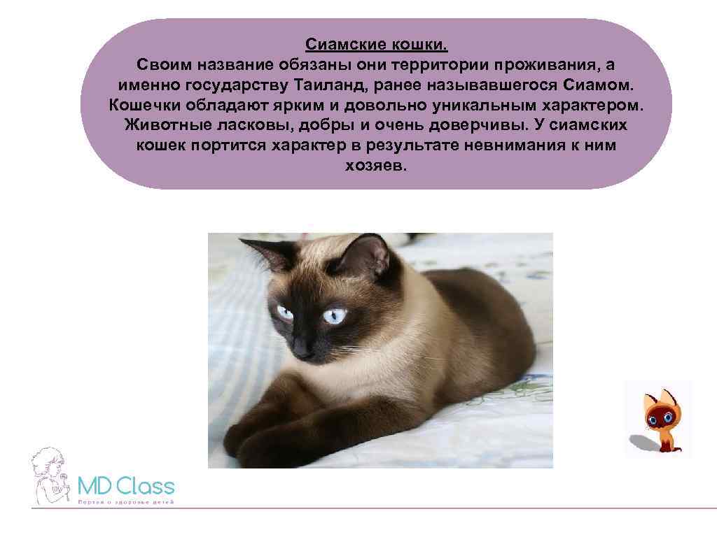 Тайская кошка описание породы и характера. окрасы тайских кошек