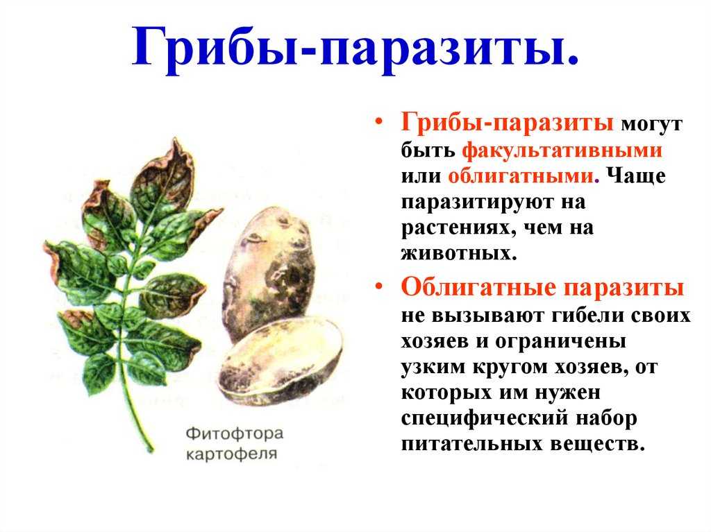 Доклад на тему грибы паразиты сообщение