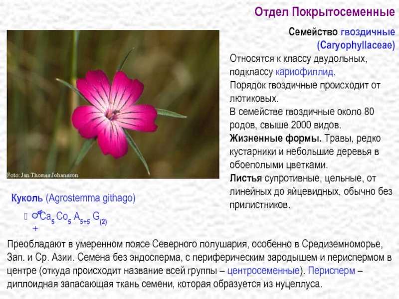 Гвоздика — цветок зевса — ботаничка