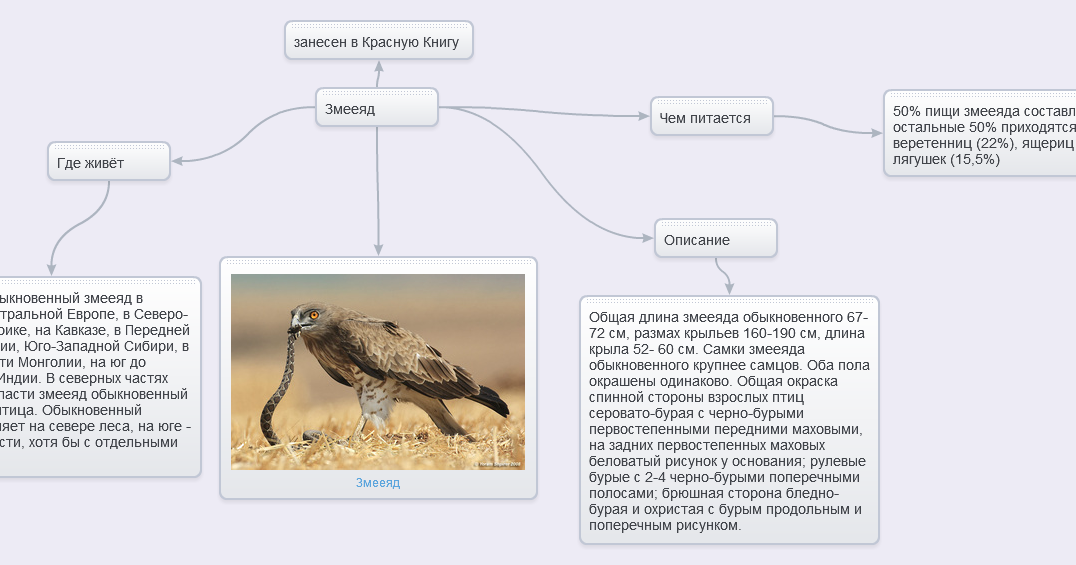 Змееяд (circaetus gallicus или circaetus ferox): описание, виды, фото