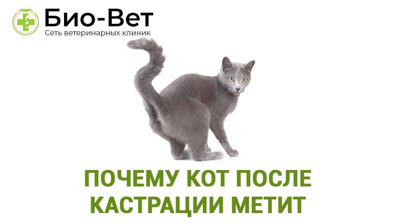 Как отучить кота метить территорию в квартире: эффективные методы