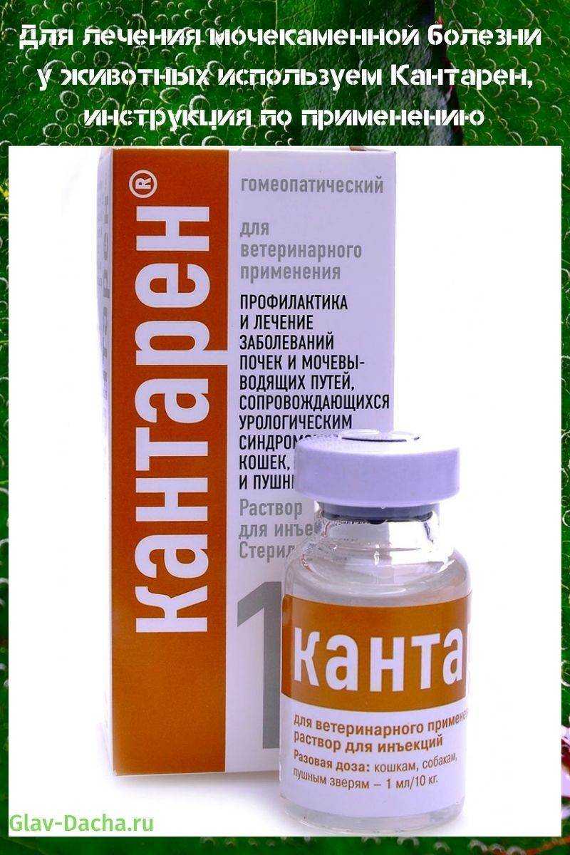 Кантарен – инструкция по применению для плотоядных животных