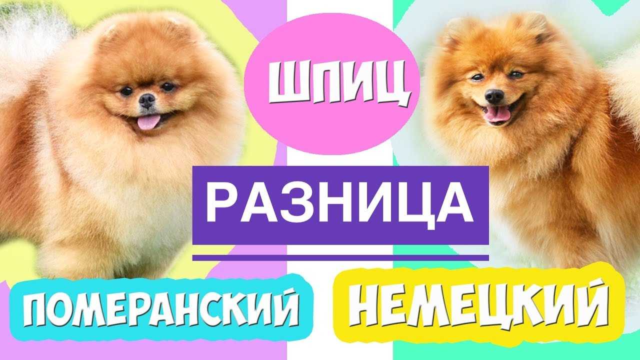 Описание немецких цвергшпицев и их отличия от померанских: особенности породы