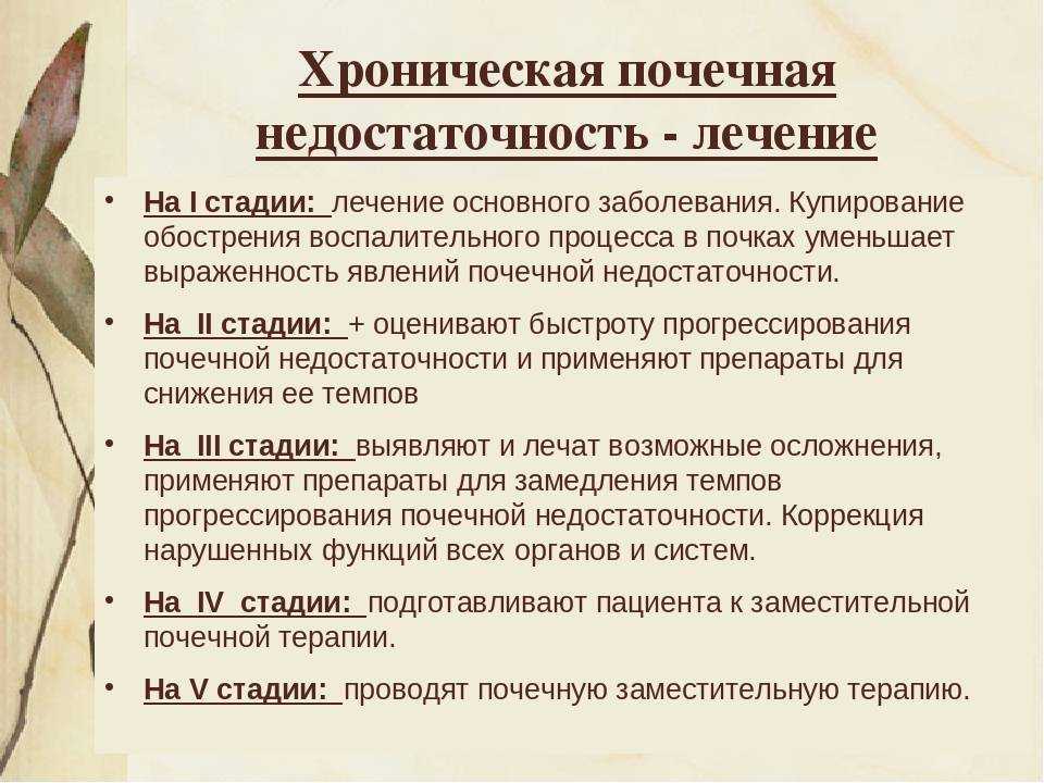 Кормление собак при почечной недостаточности: натуральные продукты и сухие корма