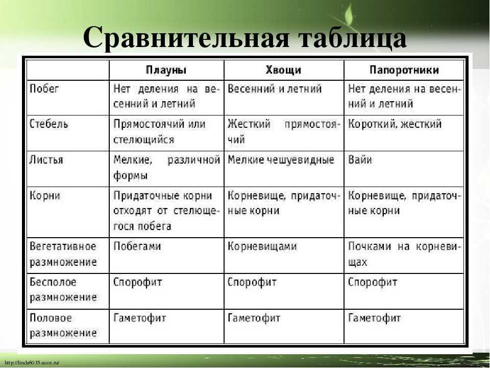 Хвощи и плауны - строение, жизненный цикл, где обитают, как используют