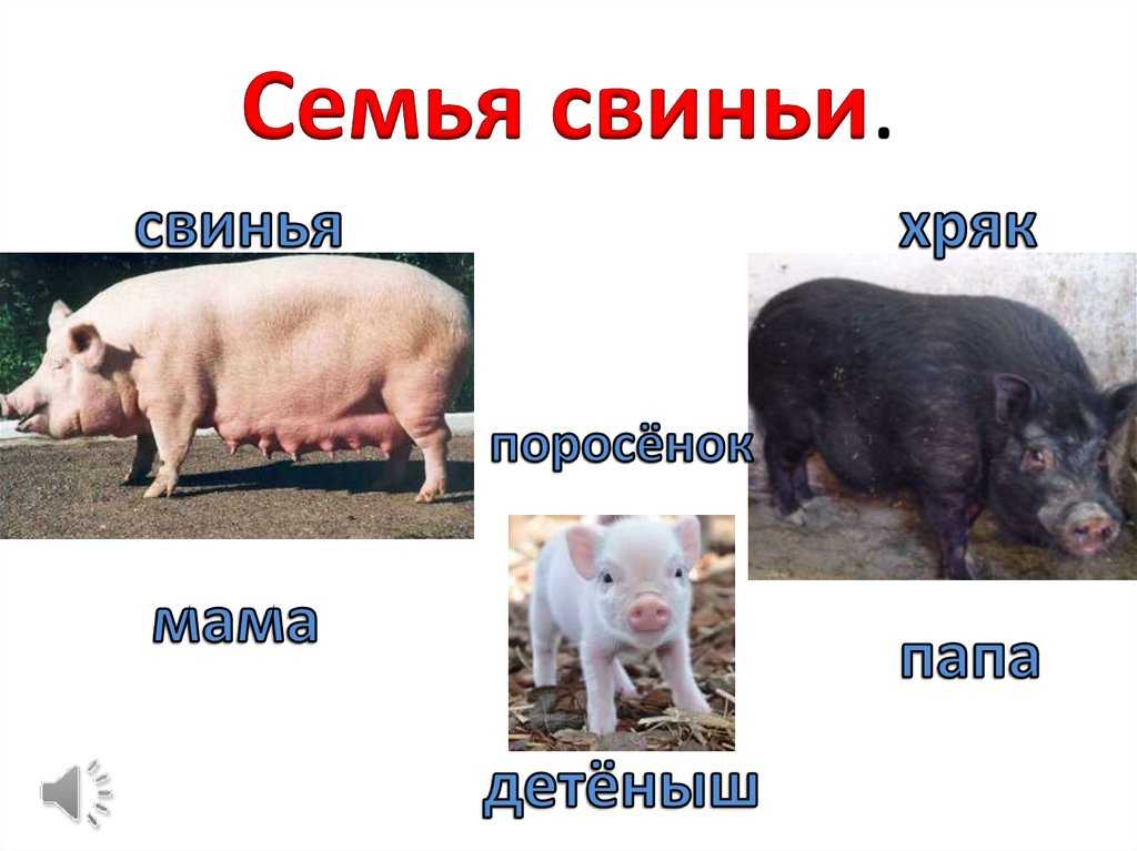 какие существуют виды свиней Классификация пород свиней Особенности и отличия пород свиней Список видов с фото и названиями Чем питаются и где обитают свиньи