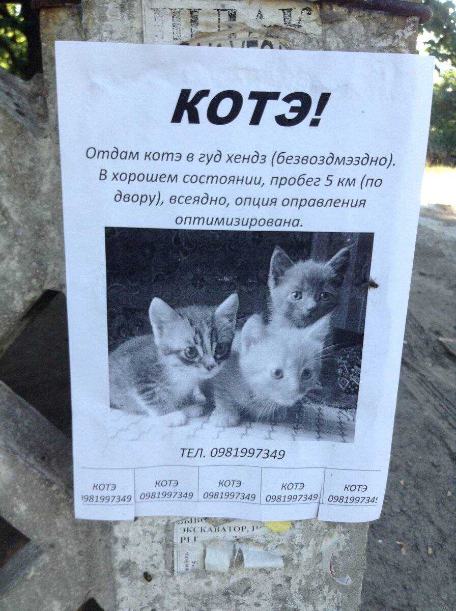 Как найти кошке хороших владельцев